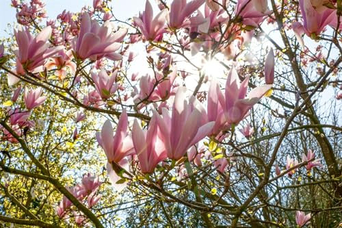 Magnolia × soulangeana 'Pickard's Schmetterling' 50-60 cm – Winterhart, Mehrjährig, Pflegeleicht – Tulpen-Magnolie – Ziergehölz für Garten & Vorgarten