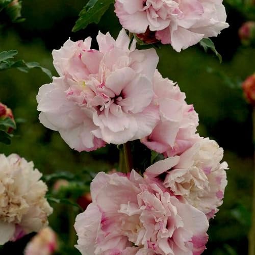 GARTEN SCHLÜTER® Hibiskus Garteneibisch - Hibiscus syriacus - 60-80 cm | Winterhart und mehrjährig - 1 Zierstrauch, French Cabaret Pastel