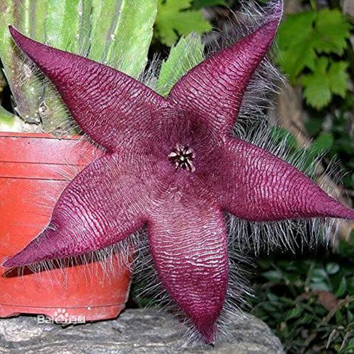 Haloppe 50 Pz Stapelia Hirsuta Fiori Piante Semi per Giardino Domestico Piantare, Stapelia Hirsuta Semi Piante Stapelia Hirsuta Semi per Giardino Seme