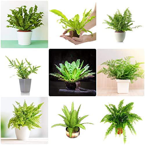 Farn Zimmerpflanze Samen - Pteridium Aquilinum - Robuste Balkonpflanzen Winterhart Pflanzen Für Sonnige Plätze Pflanzen Topf Winterharte Stauden 100 Stück