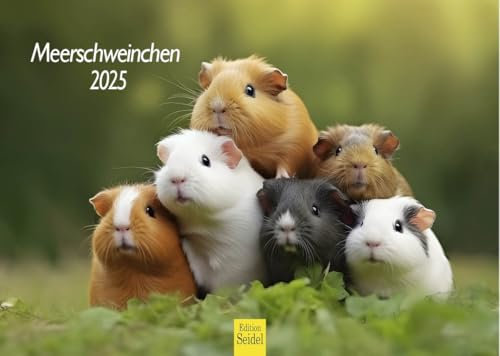 Edition Seidel Premium Kalender Meerschweinchen 2025 Format DIN A4 Wandkalender Tierkalender Haustier Meerschwein Nager