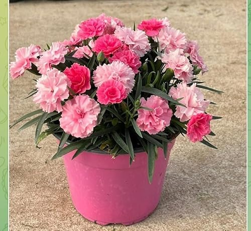 Gemischte rosa Nelke speziell Terre di Romagna wo die Nelken am schönsten sind Made in Italy Topf 12 cm langlebig das ganze Jahr über