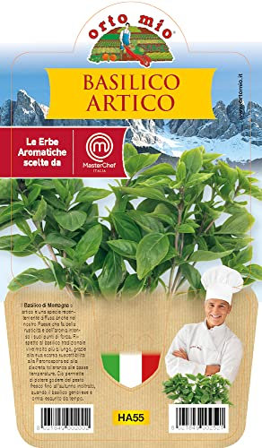 Orto Mio Piantine di Ortaggi in pack cubettato per la produzione famigliare disponibili in molte tipologie e varietà (Basilico Artico una pianta in vaso)