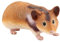 Abaodam Kinderspielzeug Meerschweinchen Stofftier Realistisches Meerschweinchen Modell Lebensnahe Deko Figur Für Kleintiere Ideales Für Und Meerschweinchen Liebhaber Kleintier Modell Für Sammler