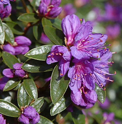 Zwerg Rhododendron Blue Wonder 25-30cm - Rhododendron russatum - Zwerg Alpenrose