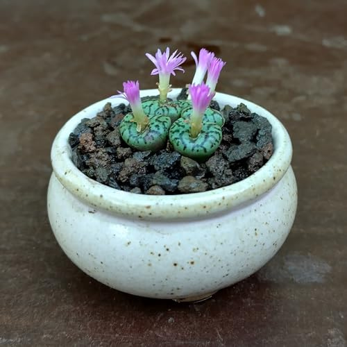 SUNNYPLANTS - Conophytum obcordellum spectabile, Sukkulenten Pflanze, Lebende Steine, 1 cm