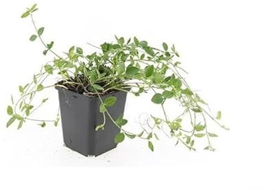 Bodendecker - Kleinblättriges Immergrün - Vinca minor 'Gertrude Jekyll' - 9cm Topf - Set mit 40 Pflanzen