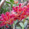 Semi di orchidea Dendrobium, semi di fiori piante rare orchidea piante da ufficio erbacee vecchie varietà biologici esotiche d'appartamento facili da curare per luoghi soleggiati 200pcs