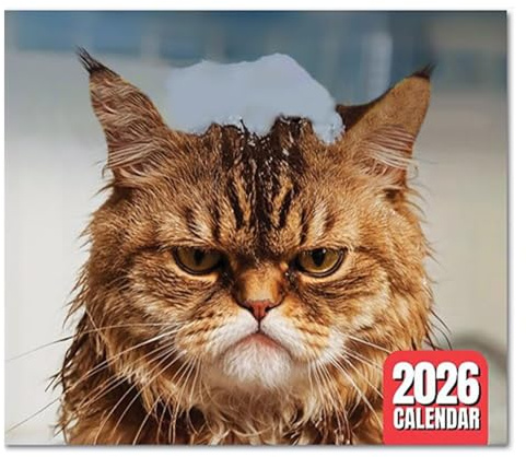 Angry Cats Kalender 2026 | Peed-off Cats Wandkalender | Lustige Katze Monatskalender | 12 Monate Monatsplaner | Lustige Katze Themed Tierkalender für Katzenliebhaber