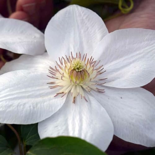 Clematis 'Mrs George Jackman' X 3 Large Plug Plants for Potting on by Growtanical