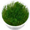 Taxiphyllum alternans - Taiwan Moos in vitro XL - 8,5cm Bechergröße - Aquariummoos Wasserpflanzen für Aquarien