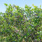 200 Stücke blaubeeren samen winterhart, heidelbeeren samen, bonsaibaum, obst frisch （Vaccinium) wilde heidelbeeren samen bio, säulenobst, winterharte pflanzen für garten bäume garten