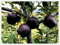 Apfelsetzlinge, Friedliche FrüChte,Apfelbäume pflanzen,Winterharte Stauden,Langer HäNgezeit, Apple TreeMit SchöNen Farben,Winterhart Mehrjährig-1zwiebeln-A
