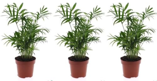 Pack de 3 plantas naturales Chamaedorea, 25-35 cm. Chamaedorea, o palma de salón, es una planta tropical elegante, ideal para interiores por su fácil cuidado. Segura Garden.