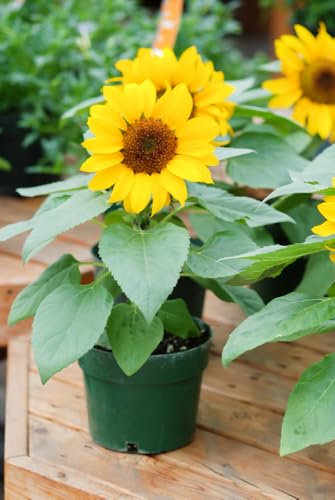 Sunflower Plants, 3 x Full Plants in 9cm Pots, Patio Sunflowers, Garden Ready and Ready to Plant, Premium Quality Flowers