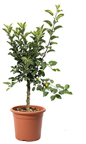 KENTIS - Pianta Melo Nano - Malus Domestica - Piante da Frutto da Giardino - Pianta Vera da Esterno - Vaso da Coltura Ø 24 cm