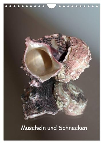 Muscheln und Schnecken (Wandkalender 2026 DIN A4 hoch), CALVENDO Monatskalender: Muscheln und Schneckenhäuser gespiegelt in Szene gesetzt. (CALVENDO Natur)