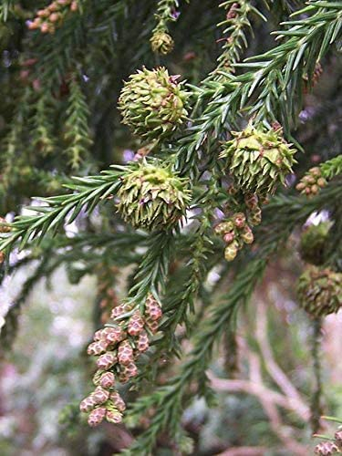 Sicheltanne Cryptomeria japonica Pflanze 55-60cm Sugi Japanische Zeder Zypresse