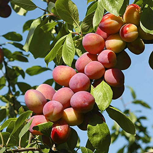 Saterkali Semillas de nectarina, 5 piezas/bolsa Semillas de nectarina Plántulas de árboles frutales productivas sin OGM bien adaptadas para paisajismo Semilla