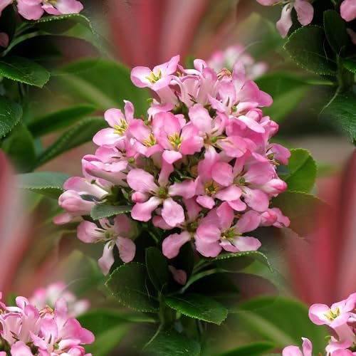 Plant Theory 40cm - 60cm Pink Elle Escallonia Escallonia Laevis Shrub Plant 7.5L Pot