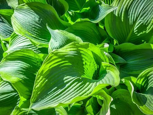 Funkien Zwiebeln Hosta Plant Hosta Wurzel Funkien Pflanze Winterhart Gross Funkien Winterhart MehrjäHrig Funkien Hosta Funkien Kaufen Funkien Rhizome Funkien Knollen Garten-10Zwiebeln-C