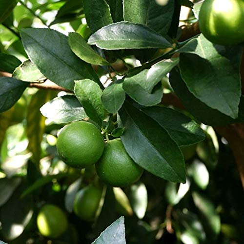 Lime o Limetta di Tahiti (Citrus x latifolia) [Vaso Ø20cm]