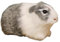 Meerschweinchen Kuscheltier Kleine Hamster, Realistische Hamster Plüschtiere Spielzeug, Lustige Kinder Stofftiere für Kuscheltier Valentinstag Geburtstagsgeschenk (B)