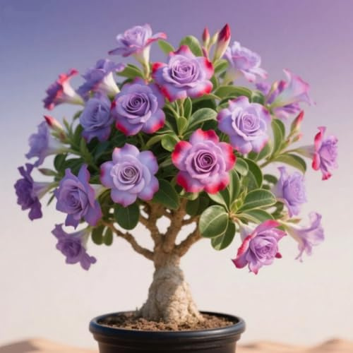 Wüstenrosen Rhizome/pflegeleicht/Trockenheitsresistent und kälteresistent////-【CXXFGFT】-1 Rhizome-G