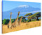 islandburner Bild auf Leinwand DREI Giraffen Nationalpark Kenia Kilimanjaro Berg Hintergrund Afrika Natur Leinwandbild Wandbild Prime Bilder für Wohnzimmer etc.