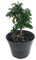 Germination Seeds: Fukien Tea Bonsai Tree - Carmona - 4 seed - Indoor HouseSeeds: Only seeds