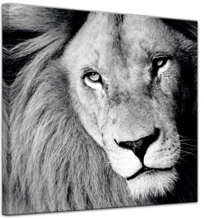 Keilrahmenbild - Löwe - sw - Bild auf Leinwand 80 x 80 cm - Leinwandbilder Bilder als Leinwanddruck Tierbild Wildtiere - Wildkatze in schwarz weiß