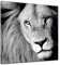 Keilrahmenbild - Löwe - sw - Bild auf Leinwand 80 x 80 cm - Leinwandbilder Bilder als Leinwanddruck Tierbild Wildtiere - Wildkatze in schwarz weiß