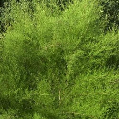 Tamaris de printemps – Tamarix tetrandra 60-80 cm pot | Arbuste ornemental, floraison rose printanière, parfait haie légère