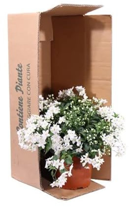 Jazmín de Estrella Natural Arbusto de Interior Ideal para Adornar el Jardín