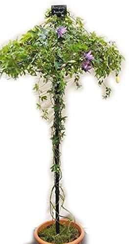 Poppy Forge Umbrella Trainer Plant Support/Single Stem Tuteur