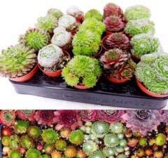 Sempervivum Plant Mix - 6 Plants - Hardy Indoor/Outdoor Houseleeks in 5.5cm Pots