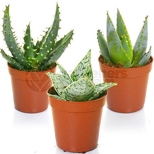 GardenersDream 3 x Mixed Aloe Vera House Plants - Real Air Purifying Indoor Plants for Desks, Shelves, and Windowsills - Great Gift for Plant Lovers (5-15cm incl. Pot)