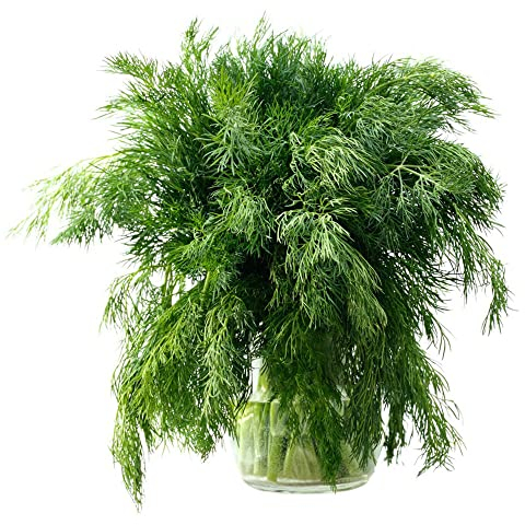 dill samen mehrjährig winterhart,Anethum graveolens,pflanztöpfe exotische pflanzen pflanzensamen kräuterpflanzen kräuter hochbeet kräuter küche saatgut alte sorten 50 Stück