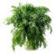 dill samen mehrjährig winterhart,Anethum graveolens,pflanztöpfe exotische pflanzen pflanzensamen kräuterpflanzen kräuter hochbeet kräuter küche saatgut alte sorten 50 Stück