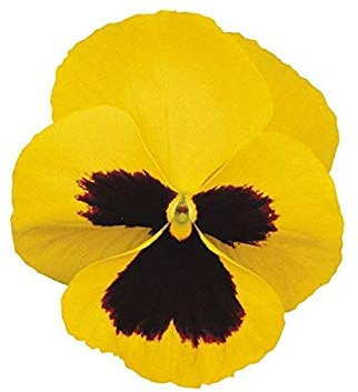 Potseed Pensamiento - Dinamita Amarillo con Blotch - 15 Semillas