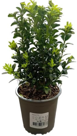 Buxus Arbusto Natural Ideal para Crear Jardines y Setos