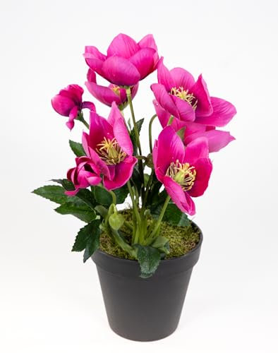 Seidenblumen Roß Christrosenbusch 26cm im Topf PM Kunstblumen künstliche Christrose Pflanzen Blumen Kunstblumen Helleborus (Fuchsia)