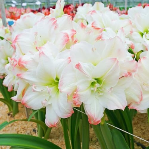Sehr Luxus-Ideale Amaryllis-Eco Nachhaltige-Schnell Wachsende-Top Kollektion-Premium Geschenke-1Rhizom-h