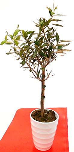POWERS TO FLOWERS - ALBERELLO OLIVO DA FRUTTO IN VASO CERAMICA BIANCO, H 50CM, Pianta Vera