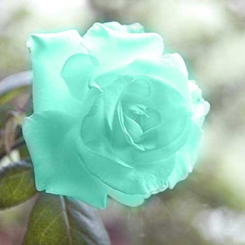 Benoon Rosensamen, 100 Stück/Beutel Rosensamen Süß Einfach Zu Pflanzen Grüne Mehrjährige Pflanze Bonsai Rose Blumen Samen Für Den Garten Blaue Rosensamen