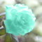 Benoon Rosensamen, 100 Stück/Beutel Rosensamen Süß Einfach Zu Pflanzen Grüne Mehrjährige Pflanze Bonsai Rose Blumen Samen Für Den Garten Blaue Rosensamen