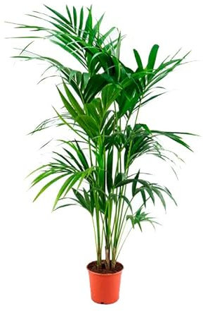 DECOALIVE Kentia Palmera de Interior +130cm de Altura Árbol Grande