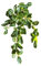 MIUYTRN Plantas Colgantes Falsas de 45cm, Hojas Artificiales de ratán, Hierba sintética, Vid, Hojas de Begonia de plástico, lianas de Pared, Plantas for decoración de bonsái de Escritorio cuicui(45cm