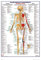 Educational - HThe Human Body Posterior Muscle Muskeln - Poster Anatomie - Grösse 61x91,5 cm