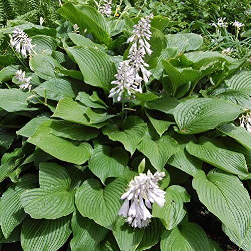 6 x Siebolds Funkie - Hosta Sieboldiana: Große Blätter, ideal für schattige Standorte.